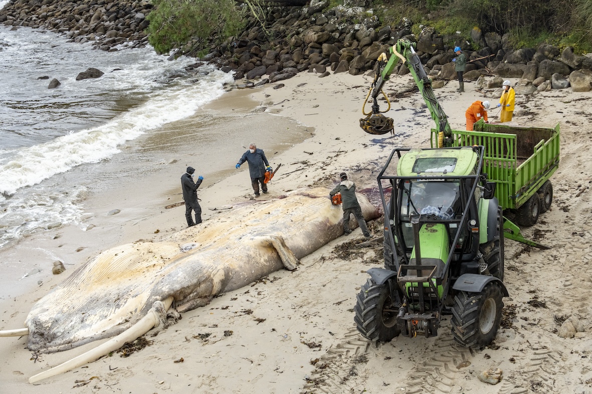 EL CONCELLO RETIRA LA BALLENA DEL ARENAL DE PAMPAÍDO PARA SU POSTERIOR TRASLADO A UNA PLANTA DE RESIDUOS