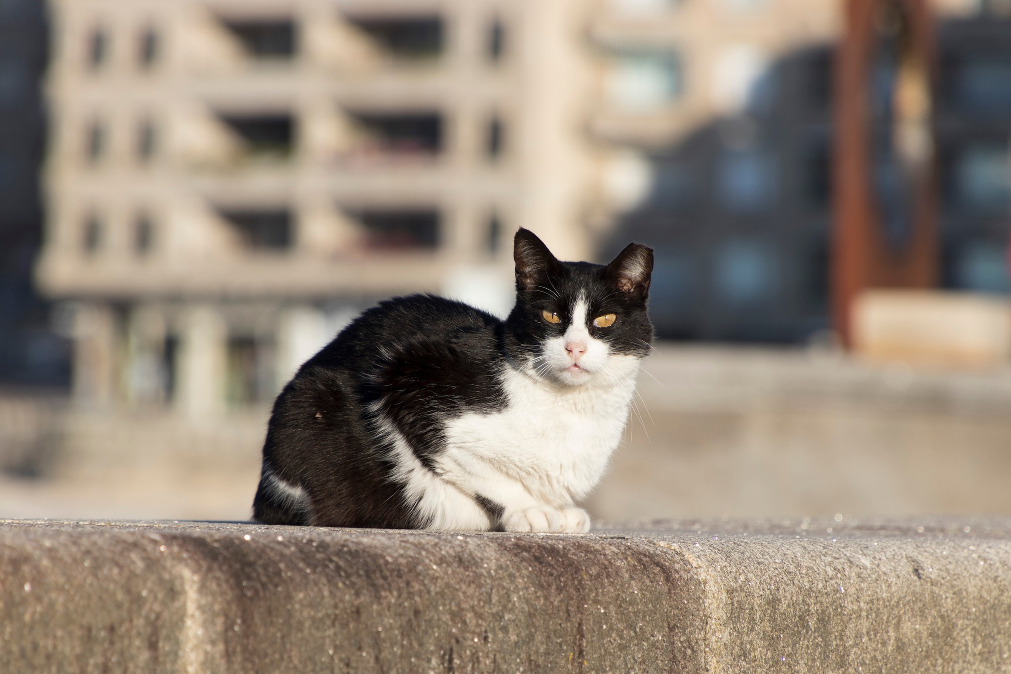 MEDIO AMBIENTE SACARÁ DE NUEVO A CONCURSO EL SERVICIO DE CONTROL DE GATOS CALLEJEROS