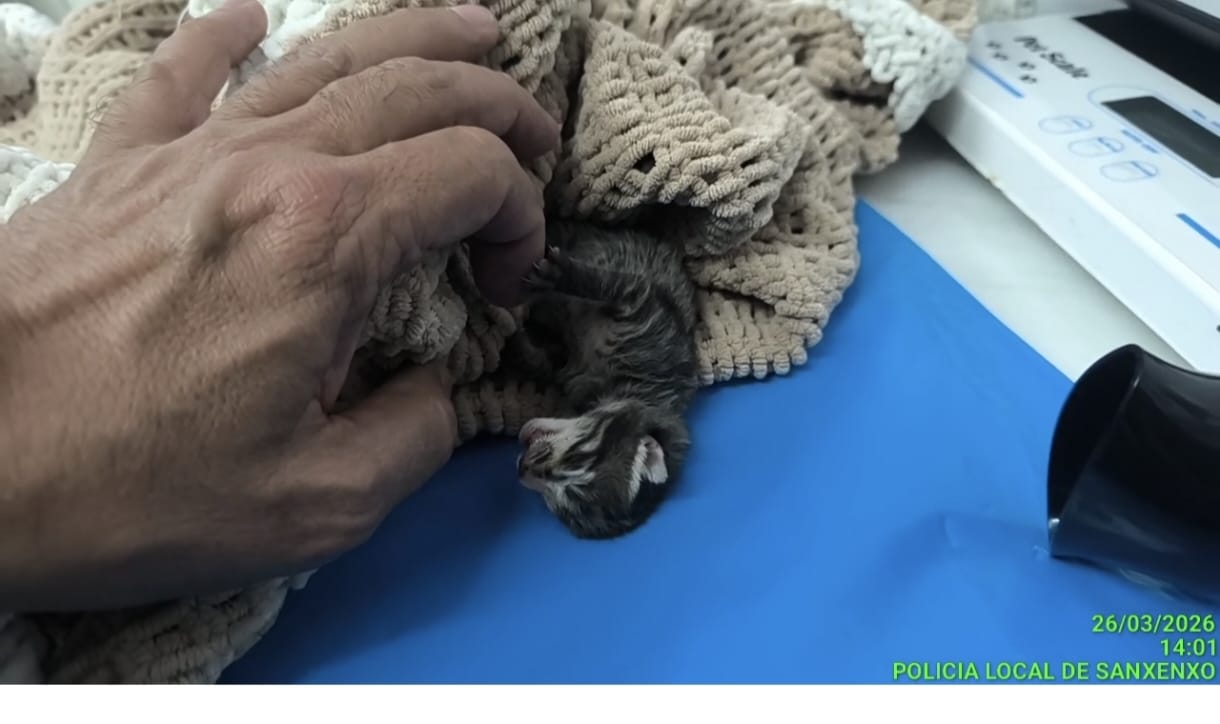 LA POLICÍA LOCAL INVESTIGA UN ABANDONO DE CRÍAS DE GATO EN UNA MALETA DE VIAJE EN PADRIÑÁN
